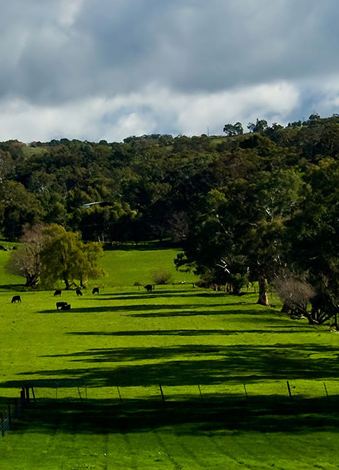 Green Australian farmland bordered by native forest