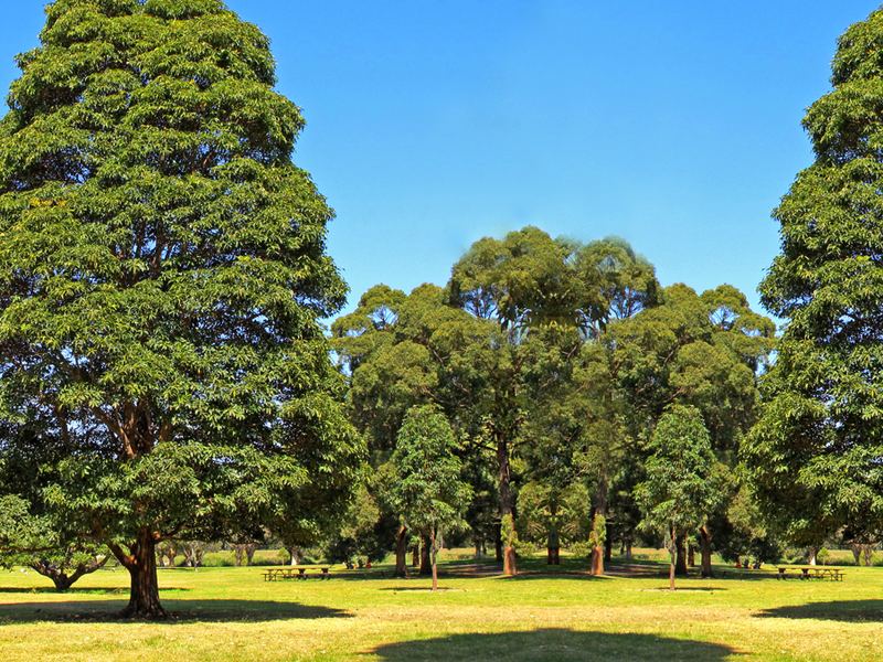 Brush box trees