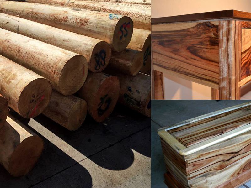 Camphor laurel logs and furniture