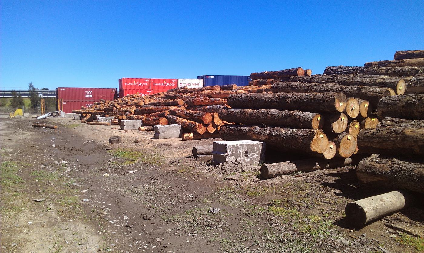 Rows of tagged logs lined up next to stacked shipping containers